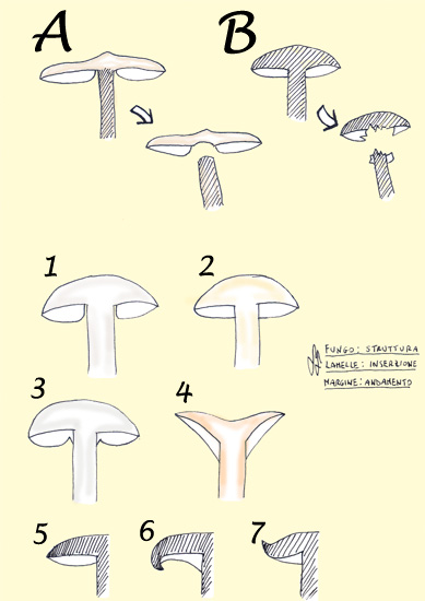 tavola_04 (67K)