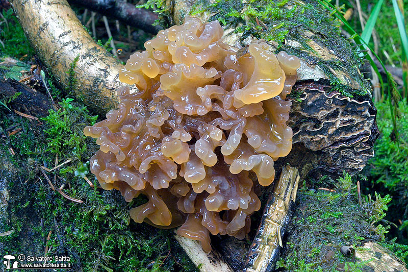 Tremella foliacea foto 1