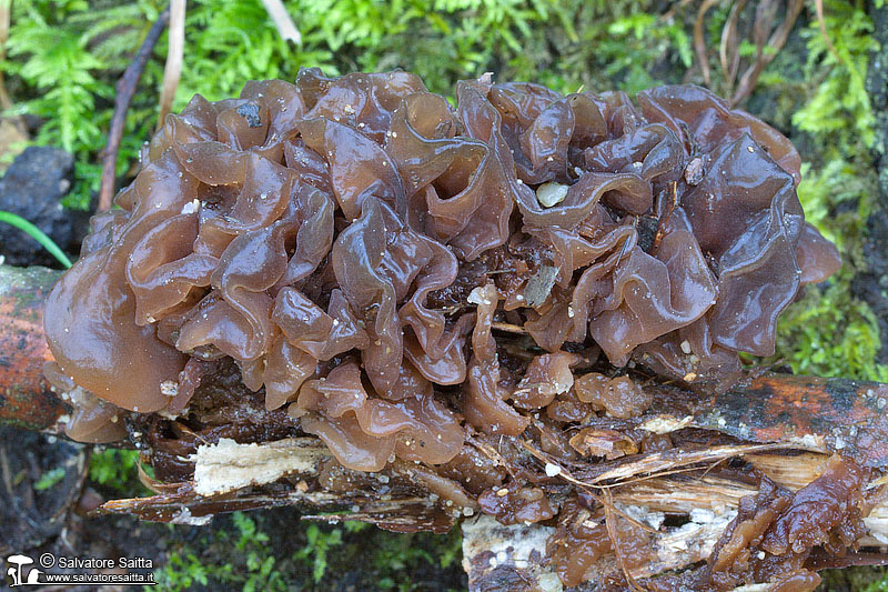 Tremella foliacea foto 2