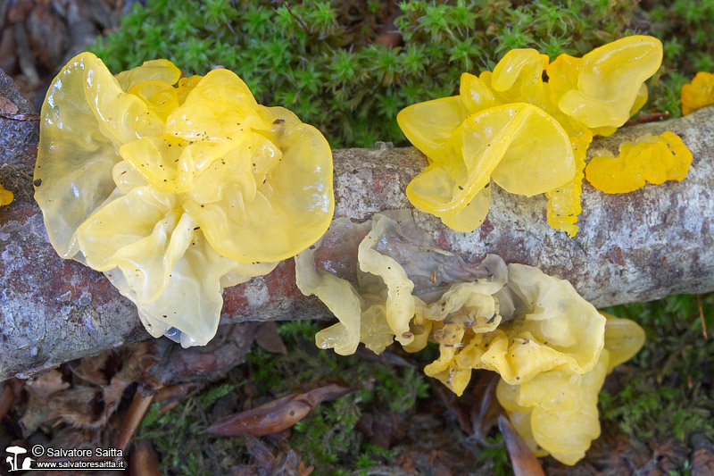 Tremella mesenterica foto 1