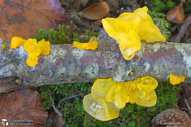 Tremella mesenterica foto 1b