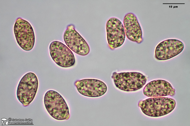 Tremella mesenterica spore foto 2