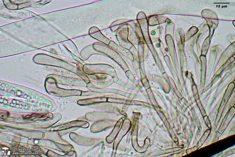 Trichoglossum hirsutum parafisi foto 3