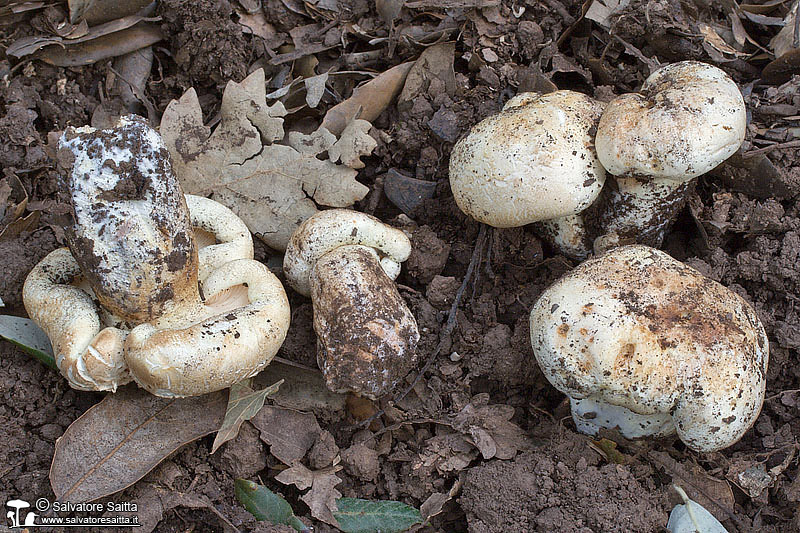 Tricholoma acerbum foto 1