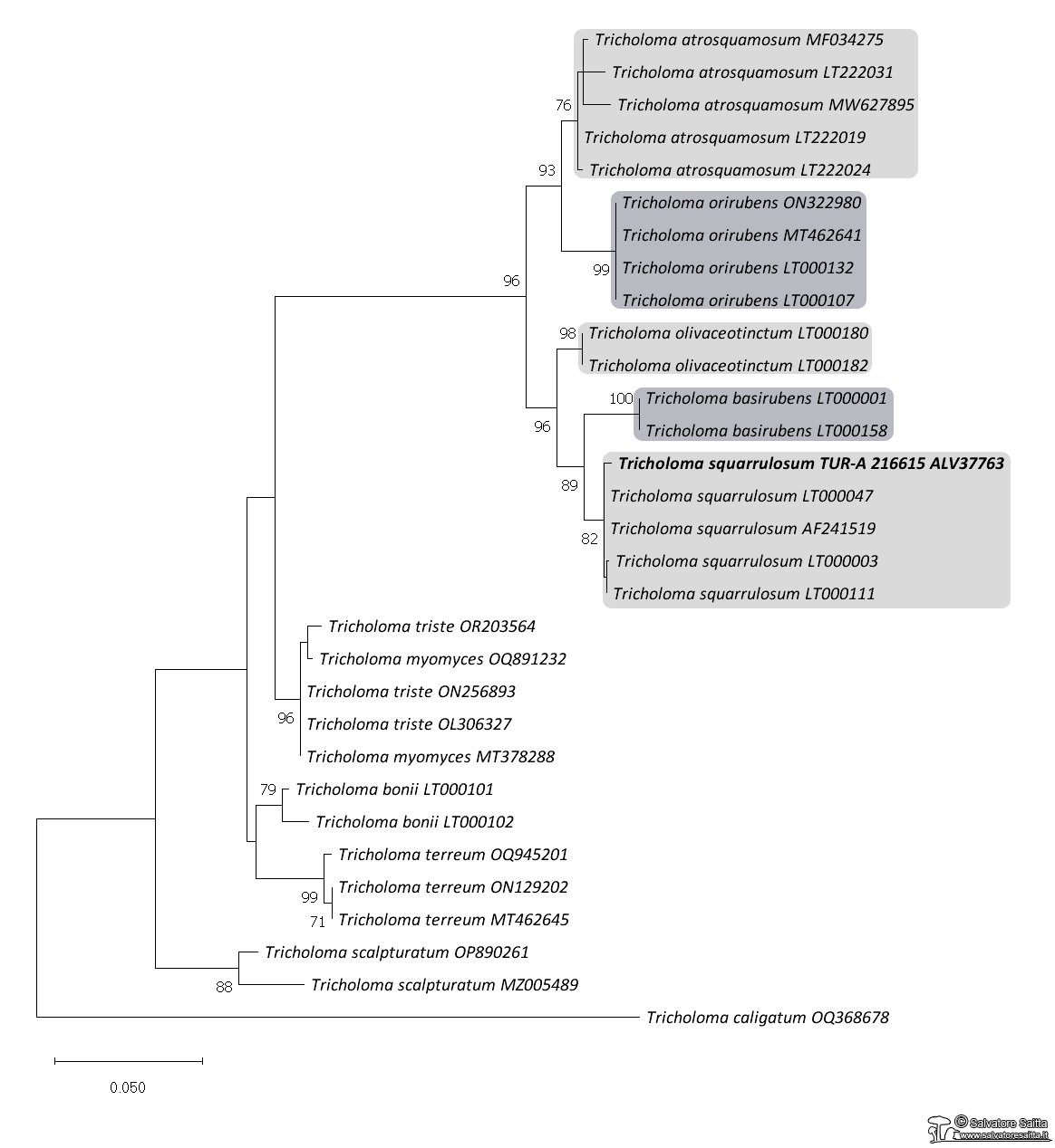 Tricholoma sezione atrosquamosa albero filogenetico