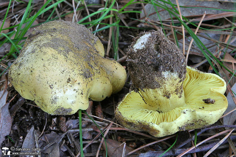 Tricholoma equestre foto 1