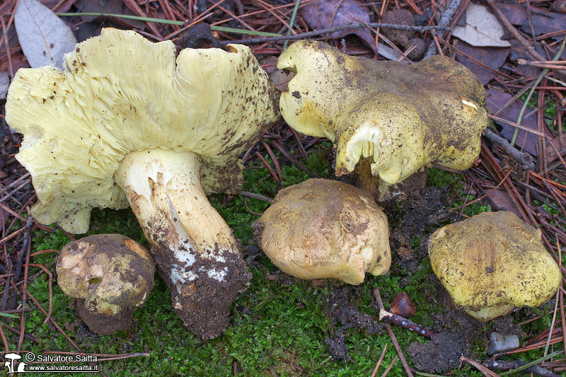 Tricholoma equestre foto 3