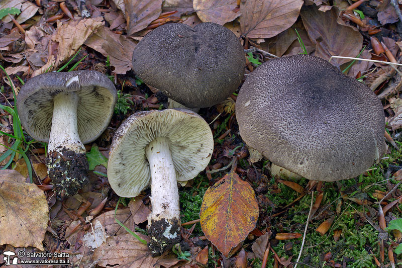 Tricholoma orirubens foto 1