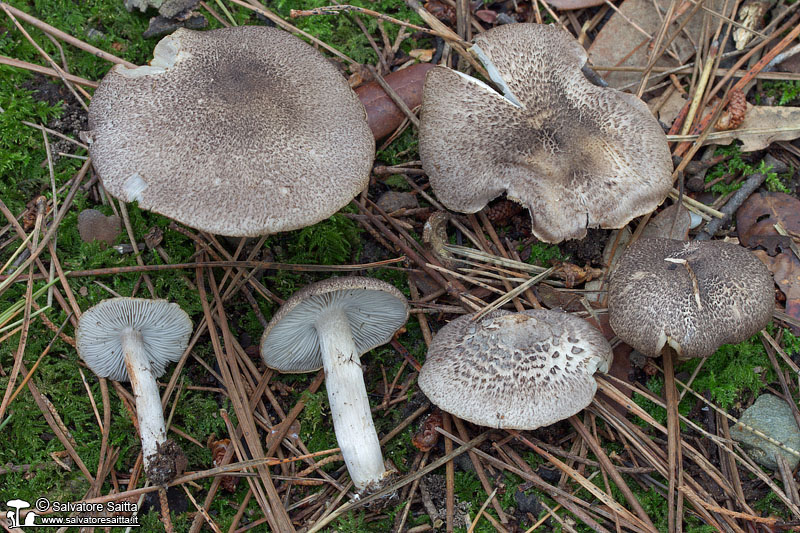 Tricholoma scalpturatum foto 1