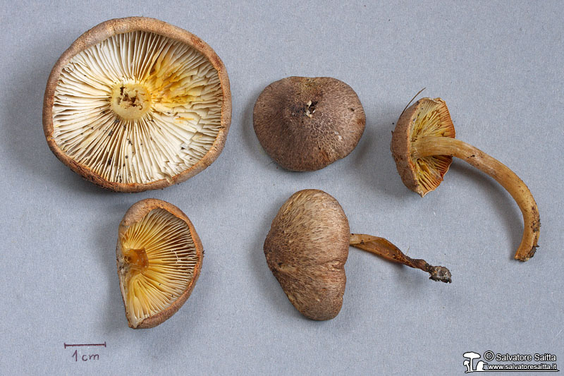 Tricholoma scalpturatum foto 2b