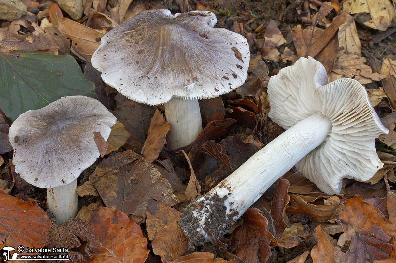 Tricholoma scioides foto 1