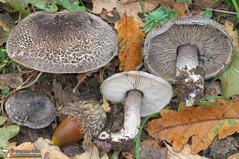 Tricholoma squarrulosum foto 4