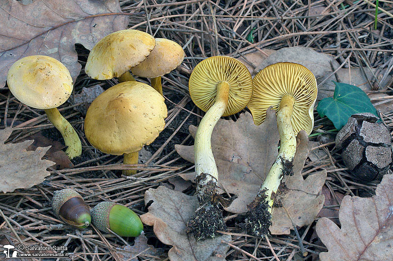 Tricholoma sulphureum foto 1