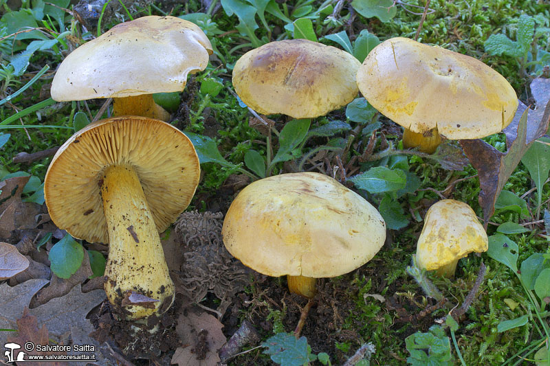 Tricholoma sulphureum foto 2