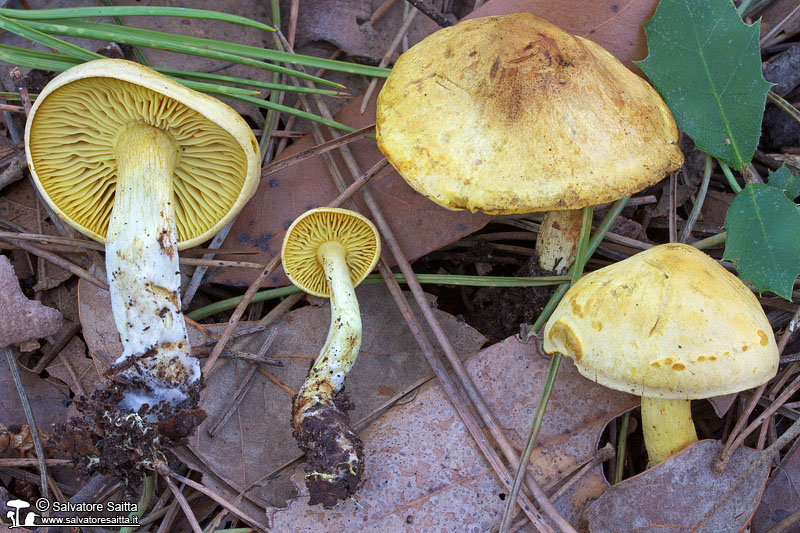 Tricholoma sulphureum foto 3