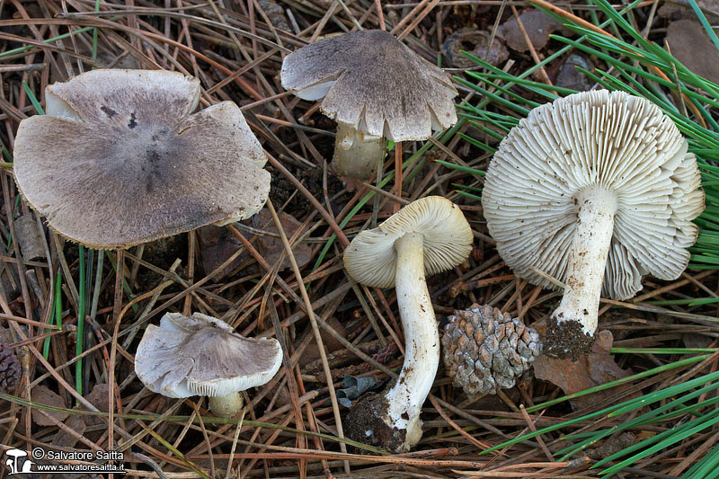 Tricholoma terreum foto 1