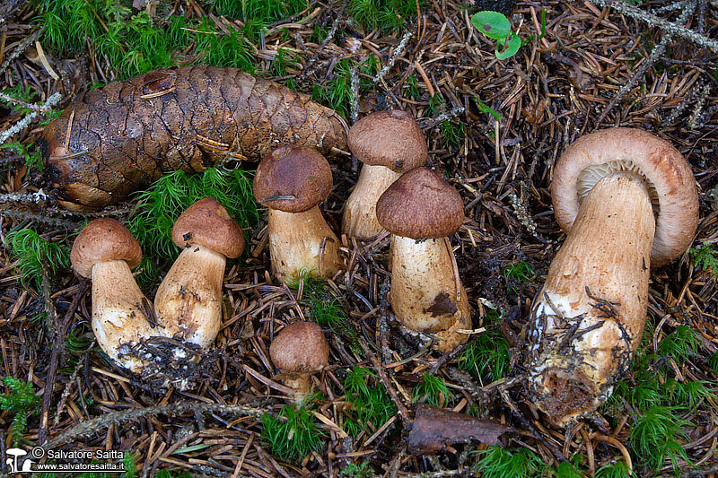 Tricholoma vaccinum foto 1