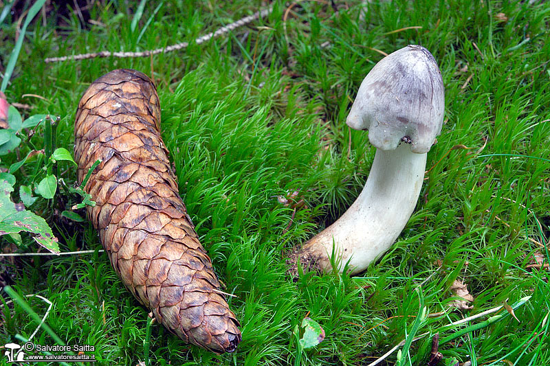 Tricholoma virgatum foto 1