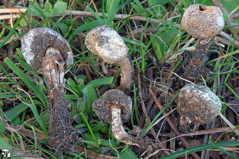 Tulostoma brumale foto 1