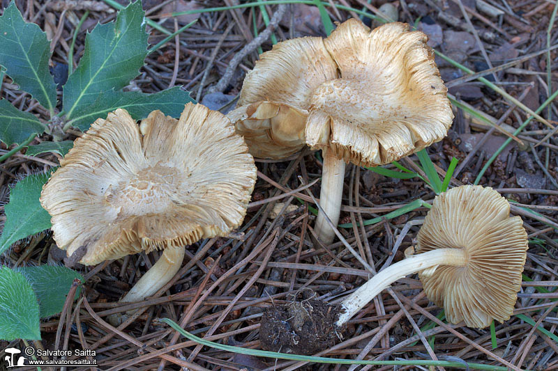 inocybe1992_03-12-11 (198K)