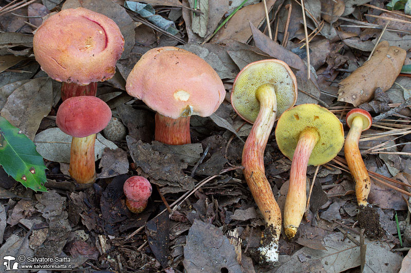 Xerocomus armeniacus foto 1