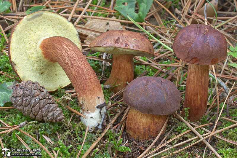 Xerocomus badius foto 5