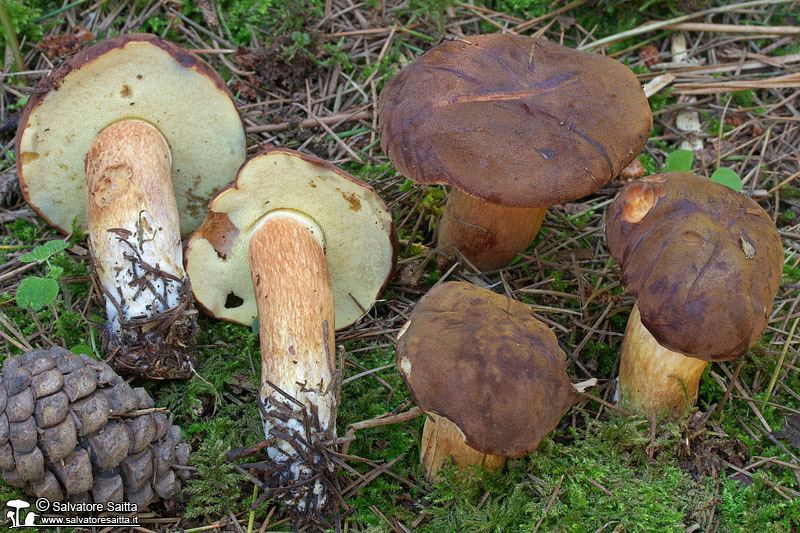 Xerocomus badius foto 6