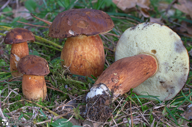 Xerocomus badius foto 7