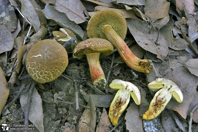 Xerocomus engelii foto 1