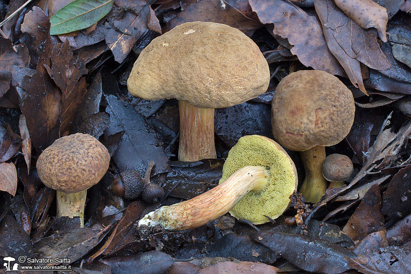 Xerocomus engelii foto 2