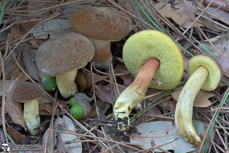 Xerocomus engelii foto 3