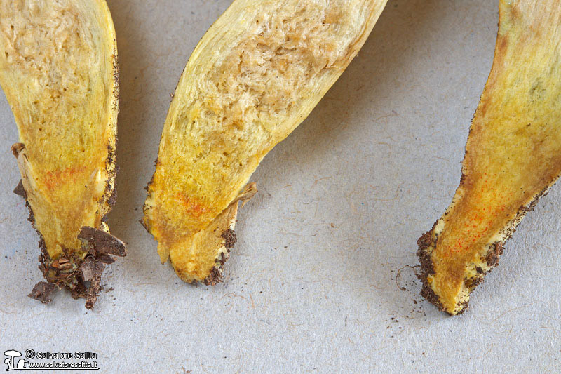 Xerocomus engelii foto 4c