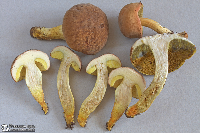 Xerocomus engelii foto 4b