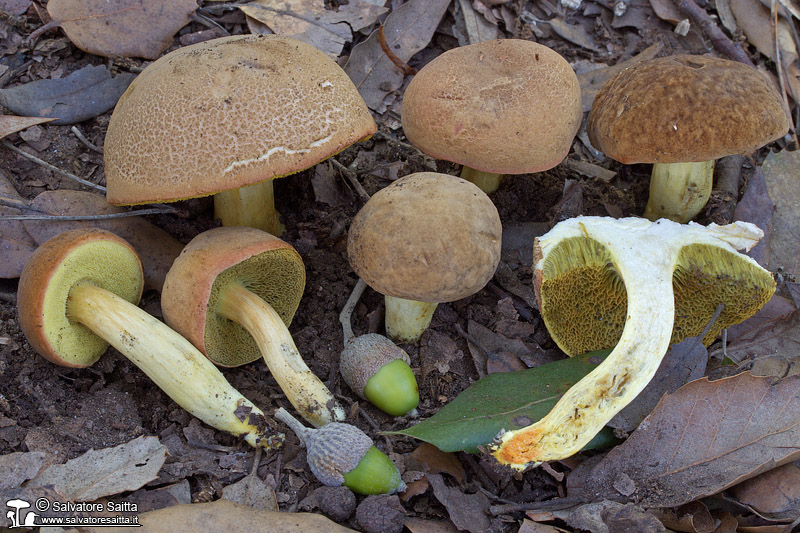 Xerocomus engelii foto 4