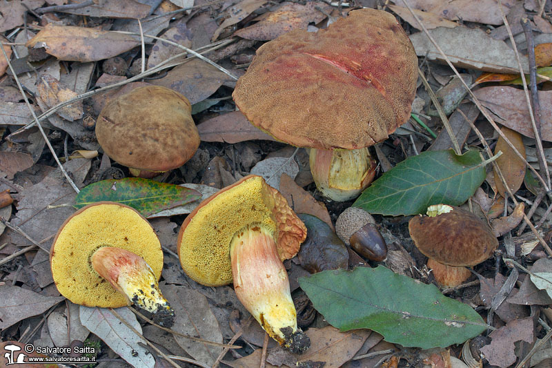 Xerocomus engelii foto 5