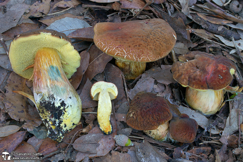 Xerocomus engelii foto 6