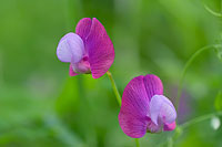 flowers_02 (6K)