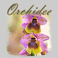 highlights_orchidee (42K)