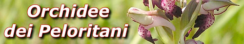 orchideedeipeloritani (21K)