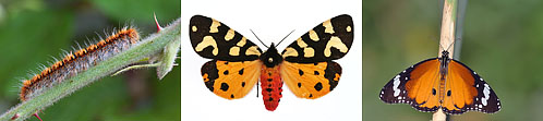 lepidoptera (40K)