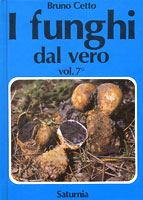 fundalveropic7 (13K)