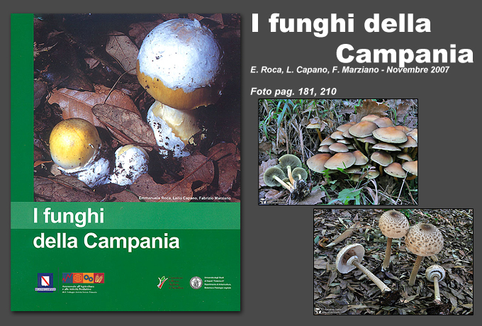 funghidellacampania (345K)