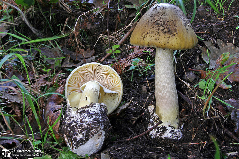 Amanita phalloides foto 1