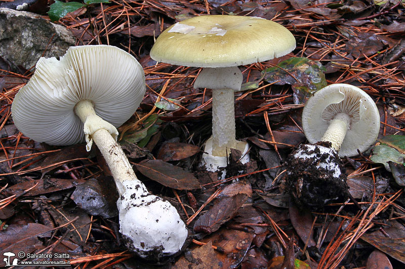 Amanita phalloides foto 2