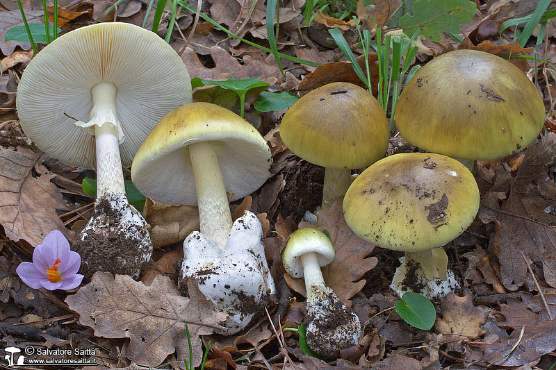 Amanita phalloides foto 3