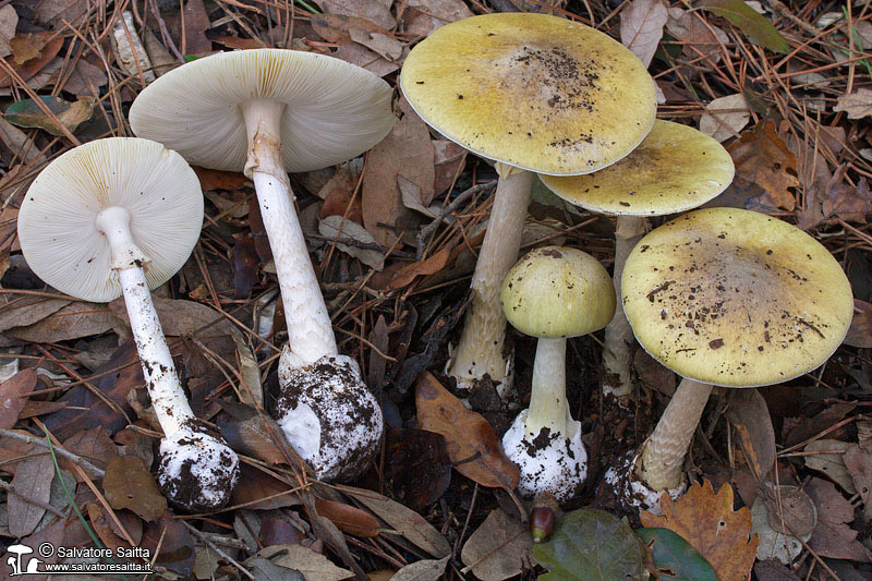 Amanita phalloides foto 4