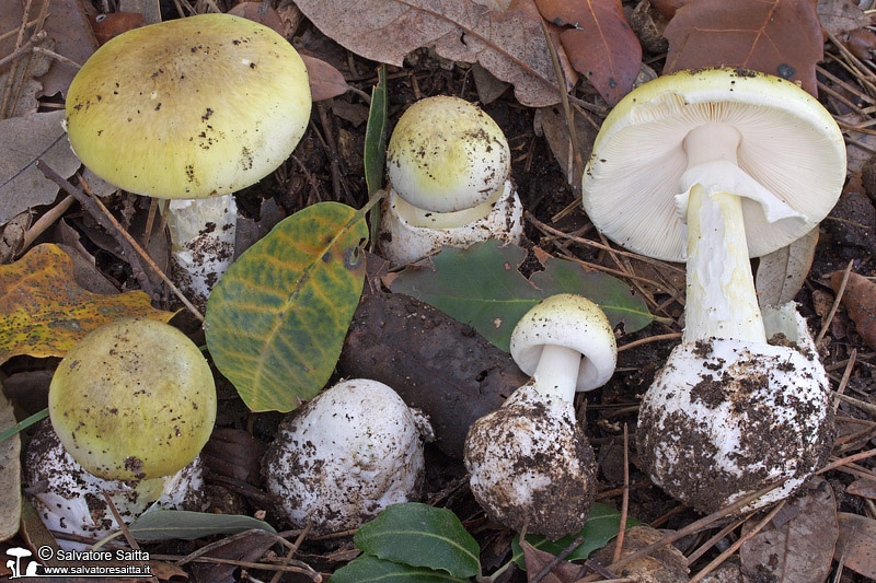 Amanita phalloides foto 5