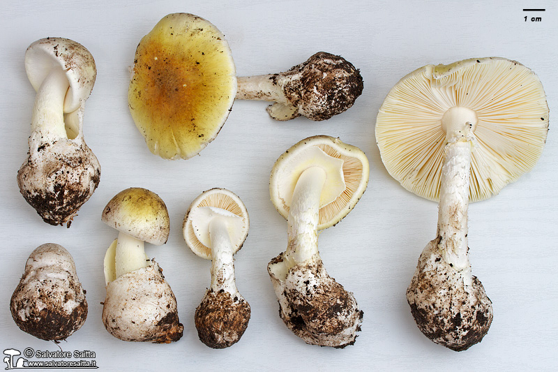 Amanita phalloides foto 5b
