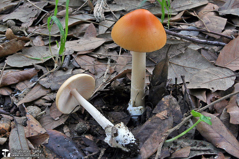Amanita subnudipes foto 1
