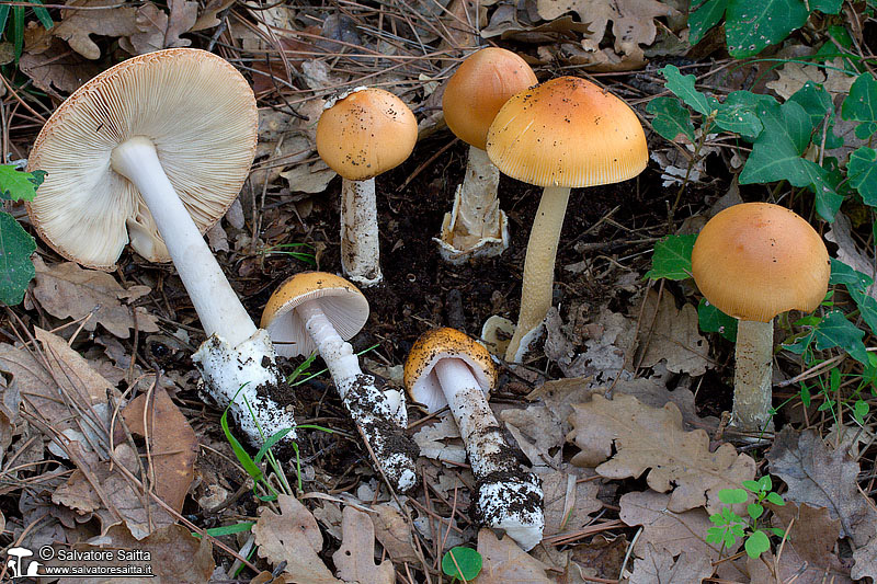 Amanita subnudipes foto 2